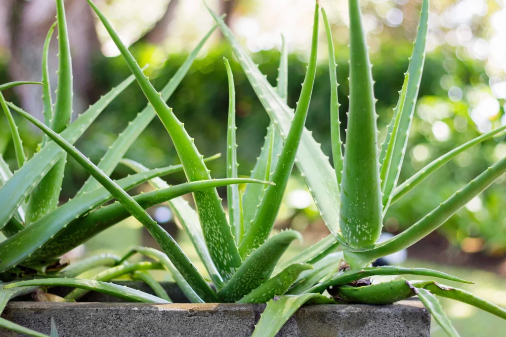 aloes roślina